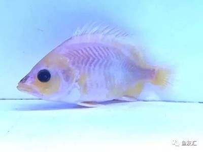 虎魚身上白了一塊是什么：虎魚身上出現白色斑塊是什么原因引起的虎魚身上白了一塊是什么