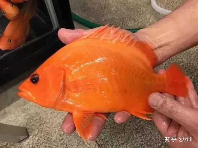虎魚身上白了一塊是什么：虎魚身上出現白色斑塊是什么原因引起的虎魚身上白了一塊是什么
