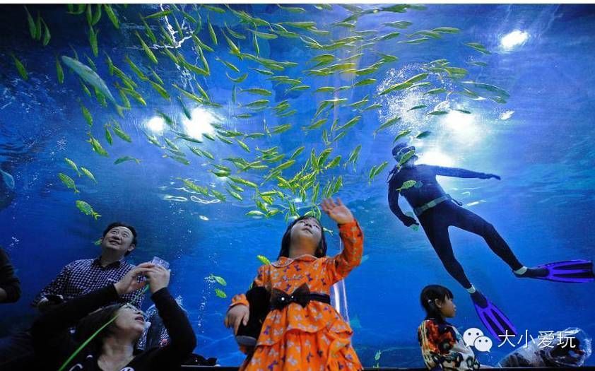 在水族館可以干什么活：在水族館工作是一種怎樣的體驗(yàn)？
