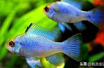 元寶鳳凰魚飼料品牌對(duì)比（元寶鳳凰魚飼料保存方法）
