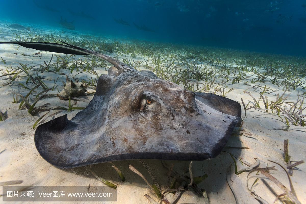 魟魚死亡身上大量粘液是什么病：魟魚死亡身上大量粘液是什么病[需手動填充]魚死亡身上大量粘液是什么病
