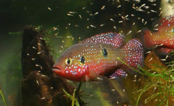 北方野生觀賞魚(北方原生觀賞魚的養殖技巧北方原生觀賞魚的養殖技巧) 馬印水族 第1張 北方野生觀賞魚(北方原生觀賞魚的養殖技巧北方原生觀賞魚的養殖技巧) 北方野生觀賞魚(北方原生觀賞魚的養殖技巧北方原生觀賞魚的養殖技巧) 馬印水族 第1張