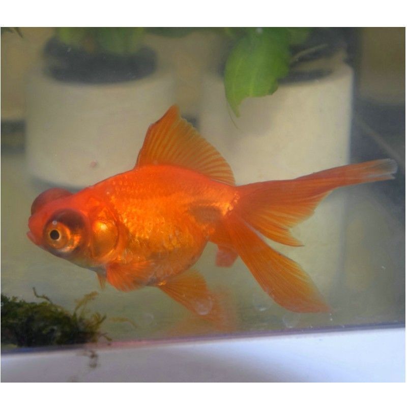 北方野生觀賞魚(北方原生觀賞魚的養殖技巧北方原生觀賞魚的養殖技巧) 馬印水族 第3張 北方野生觀賞魚(北方原生觀賞魚的養殖技巧北方原生觀賞魚的養殖技巧) 北方野生觀賞魚(北方原生觀賞魚的養殖技巧北方原生觀賞魚的養殖技巧) 馬印水族 第3張