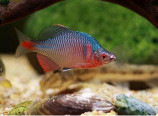 北方野生觀賞魚(北方原生觀賞魚的養殖技巧北方原生觀賞魚的養殖技巧) 馬印水族 第4張 北方野生觀賞魚(北方原生觀賞魚的養殖技巧北方原生觀賞魚的養殖技巧) 北方野生觀賞魚(北方原生觀賞魚的養殖技巧北方原生觀賞魚的養殖技巧) 馬印水族 第4張