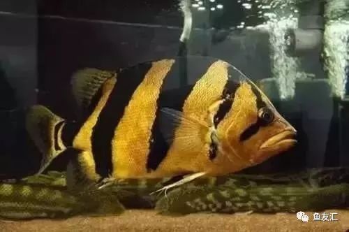 小虎魚吃多了沒事吧：小虎魚吃多了會(huì)導(dǎo)致一些健康問題