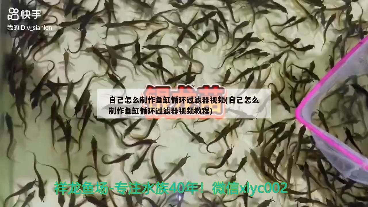 自己怎么制作魚缸循環過濾器視頻(自己怎么制作魚缸循環過濾器視頻教程)
