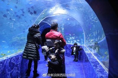 水族館投資大概多少？：開個水族館需要多少費用