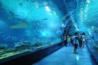 水族館投資大概多少？：開個水族館需要多少費用