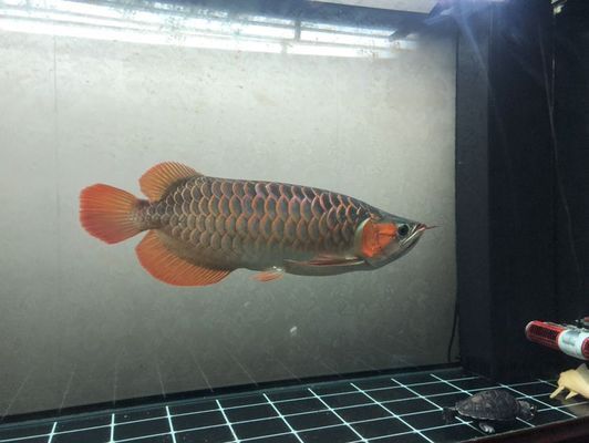 龍魚得箭蟲的表現vs祥龍魚場：祥龍魚場寄生蟲與箭蟲的區別