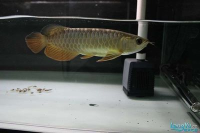龍魚得箭蟲的表現vs祥龍魚場：祥龍魚場寄生蟲與箭蟲的區別