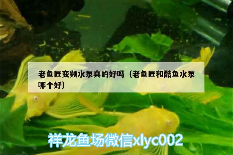 老魚匠變頻水泵真的好嗎（老魚匠和酷魚水泵哪個好）