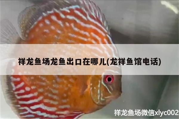 祥龍魚場(chǎng)龍魚出口在哪兒(龍祥魚館電話)