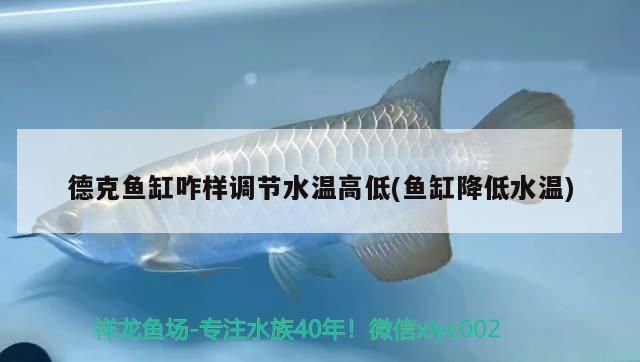 德克魚缸咋樣調節水溫高低(魚缸降低水溫) 德克魚缸咋樣調節水溫高低(魚缸降低水溫) 九鼎魚缸