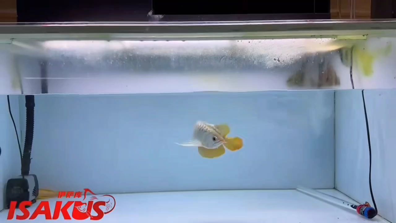 這條紅龍的頭非常圓潤，身板也是非常的板正，成魚的氣勢感也是非常有力量感，后三的力量也是很足，非常值得去培養的一只，不要錯過。