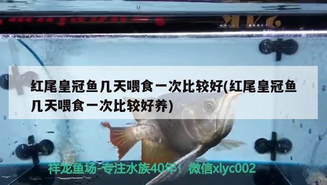紅尾皇冠魚幾天喂食一次比較好(紅尾皇冠魚幾天喂食一次比較好養)