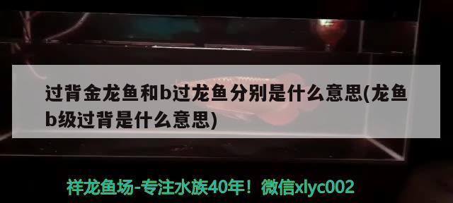 過(guò)背金龍魚和b過(guò)龍魚分別是什么意思(龍魚b級(jí)過(guò)背是什么意思)