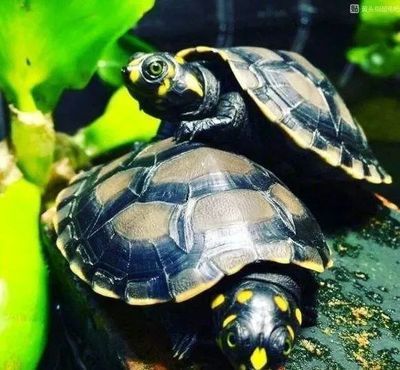 豬鼻龜價格表：豬鼻龜30公分的豬鼻龜多少錢一只