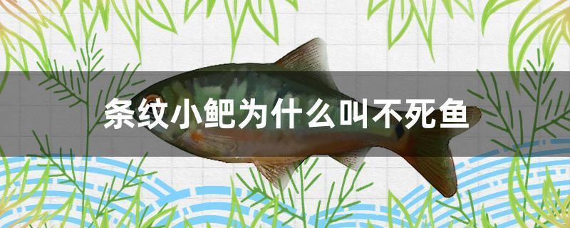 扶余市水木源花卉水族店