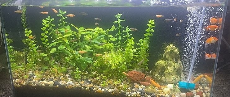 魚缸水換沒幾天就渾（魚缸水換沒幾天就渾濁）