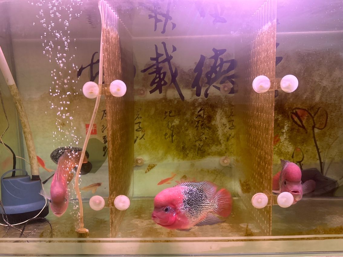 大化龍魚養殖有哪些常見誤區，大化龍魚養殖中常見的幾大誤區