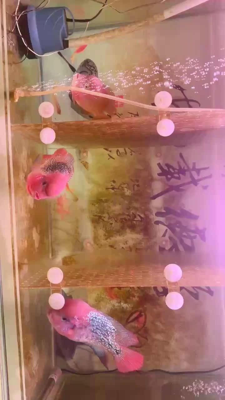 各有各的好