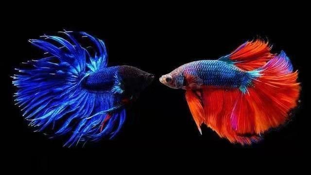 觀賞魚斗魚可以養(yǎng)幾條嗎（斗魚的飼養(yǎng)技巧）