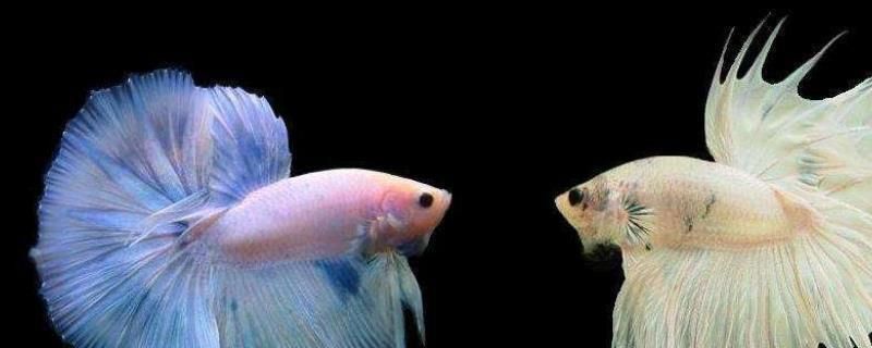 觀賞魚斗魚可以養幾條嗎（斗魚的飼養技巧） 觀賞魚斗魚可以養幾條嗎（斗魚的飼養技巧） 創寧水族 第2張