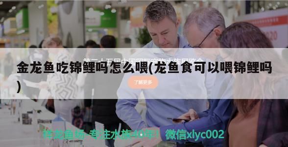 金龍魚(yú)吃錦鯉嗎怎么喂(龍魚(yú)食可以喂錦鯉嗎)
