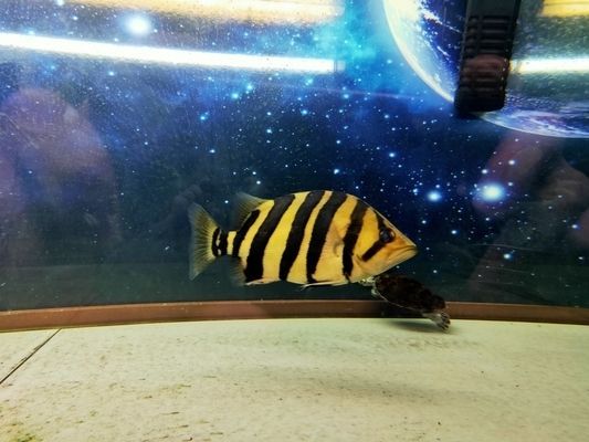 龍魚缸為什么長藻，龍魚缸長藻是一個多因素綜合作用的結果