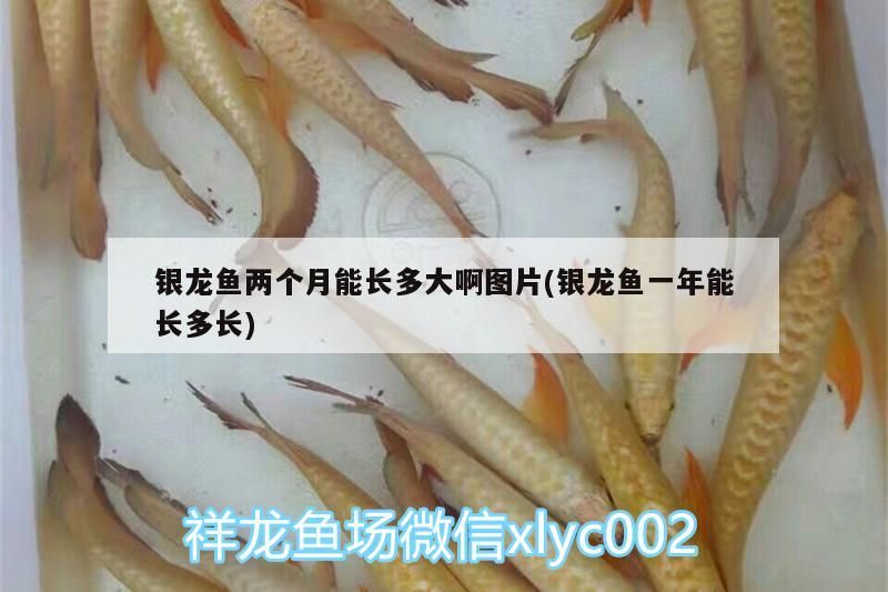 銀龍魚兩個月能長多大啊圖片(銀龍魚一年能長多長)