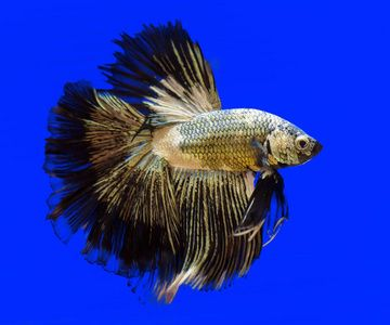 魚(yú)缸過(guò)濾器選購(gòu)指南:自制魚(yú)缸過(guò)濾器魚(yú)缸上置過(guò)濾器對(duì)于養(yǎng)魚(yú)愛(ài)好者的必備知識(shí) 這個(gè)是什么 黃金貓魚(yú)百科 這個(gè)是什么 這個(gè)是什么 黃金貓魚(yú)百科