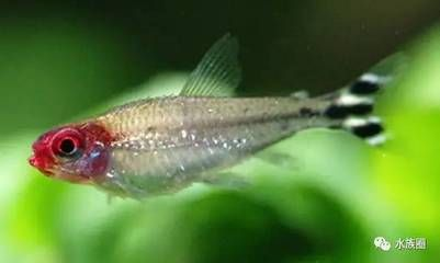 觀賞魚紅眼怎么回事啊（觀賞魚紅眼怎么辦）