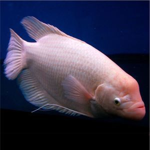 觀賞魚紅眼怎么回事啊（觀賞魚紅眼怎么辦）