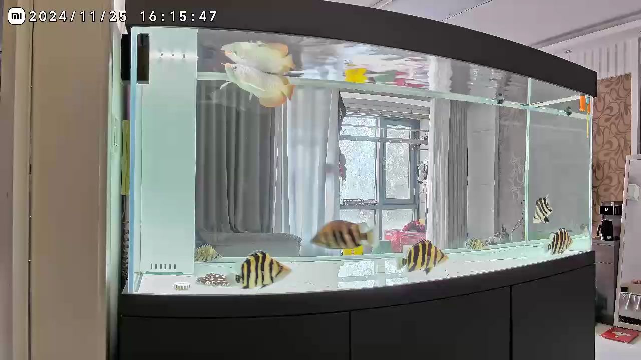 給大魚缸換水的作文:體驗給大魚缸換水的樂趣:體驗給大魚缸換水:給大魚缸換水的作文 這才是空氣缸該有的樣子 龍魚論壇 這才是空氣缸該有的樣子 這才是空氣缸該有的樣子 龍魚論壇