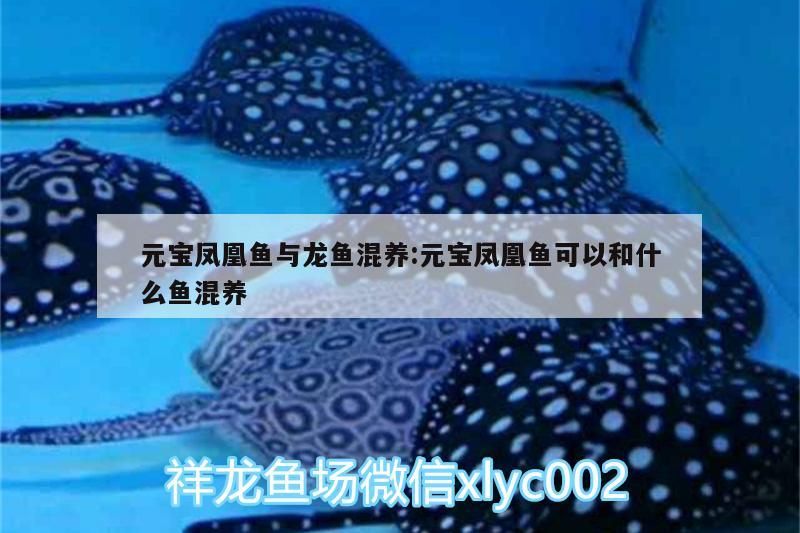 元寶鳳凰魚與龍魚混養:元寶鳳凰魚可以和什么魚混養