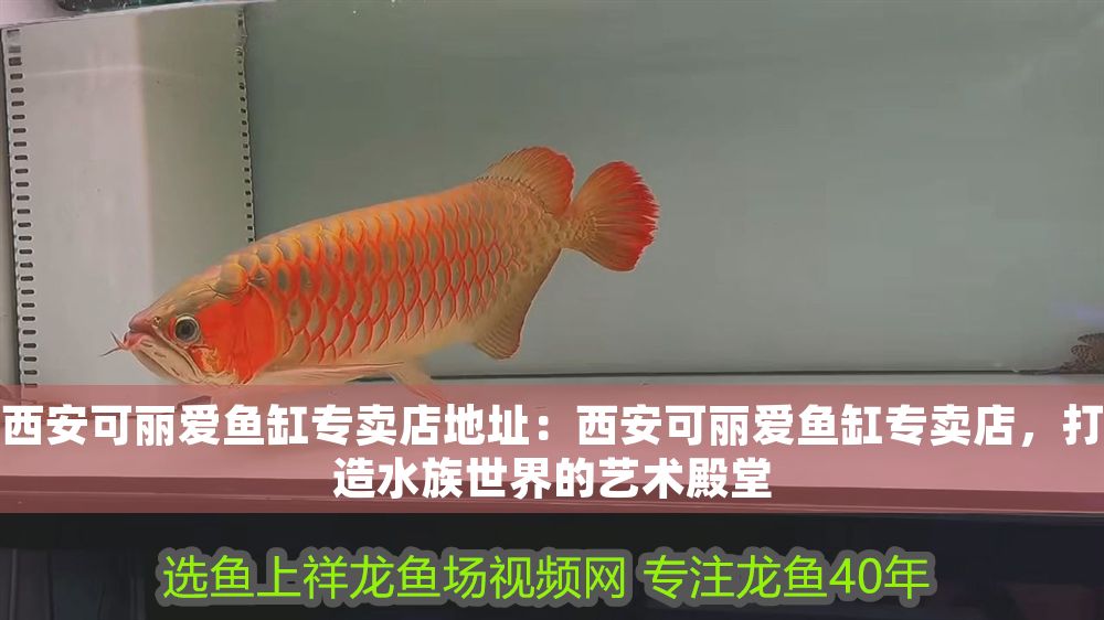 西安可麗愛魚缸專賣店地址：西安可麗愛魚缸專賣店，打造水族世界的藝術殿堂