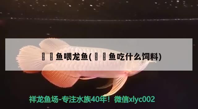 鳑鲏魚喂龍魚(鳑鲏魚吃什么飼料)
