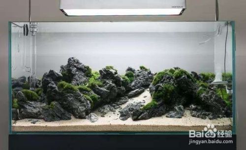 40cm的魚缸怎么造景：為一個40cm的魚缸進行造景時