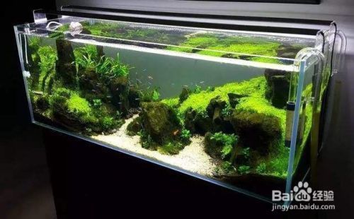 40cm的魚缸怎么造景：為一個40cm的魚缸進行造景時