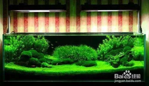40cm的魚缸怎么造景：為一個40cm的魚缸進行造景時