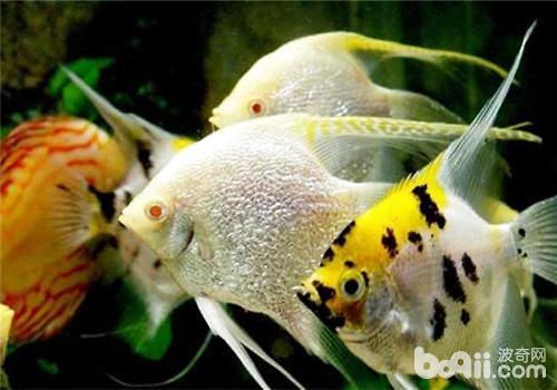 40cm的魚缸怎么造景：為一個40cm的魚缸進行造景時