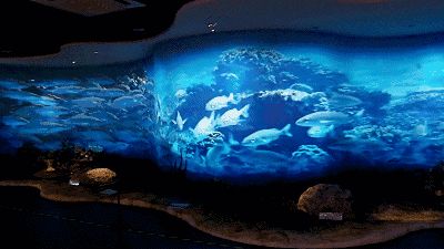 水族館主題動態屏保：水族館動態屏保的優勢 水族館主題動態屏保：水族館動態屏保的優勢 水族館百科（水族館加盟） 第2張