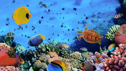 水族館主題動態屏保：水族館動態屏保的優勢 水族館主題動態屏保：水族館動態屏保的優勢 水族館百科（水族館加盟） 第3張