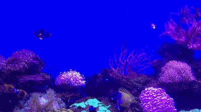 水族館主題動態屏保：水族館動態屏保的優勢 水族館主題動態屏保：水族館動態屏保的優勢 水族館百科（水族館加盟） 第5張