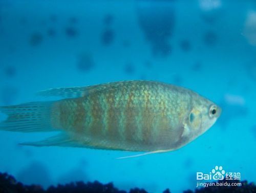 水族館什么魚最好養：水族館最佳魚類選擇