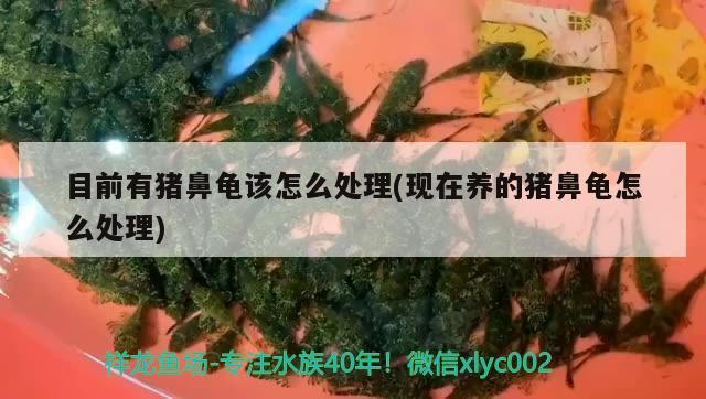 目前有豬鼻龜該怎么處理(現在養的豬鼻龜怎么處理)