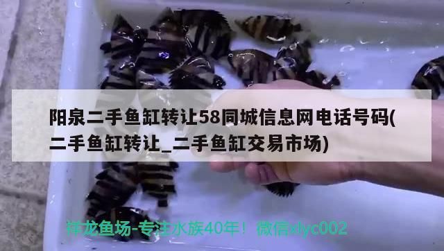 陽泉二手魚缸轉(zhuǎn)讓58同城信息網(wǎng)電話號碼(二手魚缸轉(zhuǎn)讓_二手魚缸交易市場)