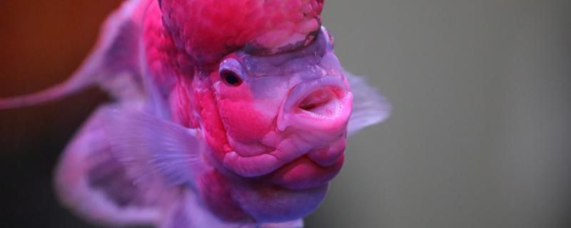 羅漢魚頭撞破了怎么辦怎么預防頭撞破 羅漢魚頭撞破了怎么辦怎么預防頭撞破 九鼎魚缸 第1張