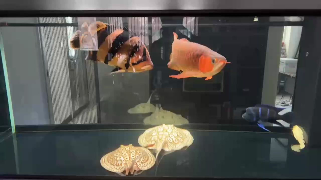 特寫 特寫 龍魚論壇
