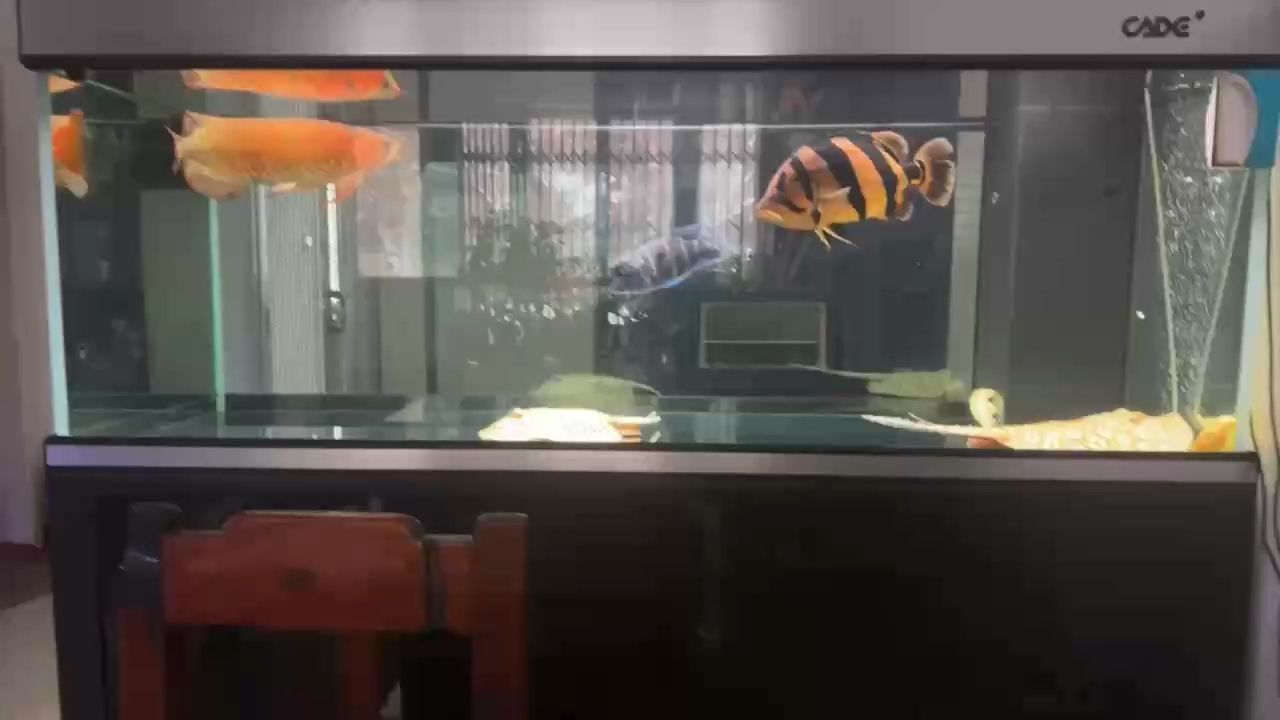 聽歌賞魚時間到 聽歌賞魚時間到 龍魚論壇